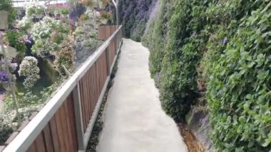 Cameron Highlands Malezya 'sının Güzel Çiçek ve Çimen Yatakları