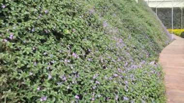 Cameron Highlands Malezya 'sının Güzel Çiçek ve Çimen Yatakları