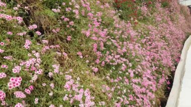 Malezya 'nın Cameron Highlands bölgesinde Brinchang Bölgesi Genel Manzarası