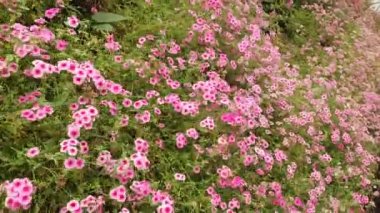 Malezya 'nın Cameron Highlands bölgesinde Brinchang Bölgesi Genel Manzarası