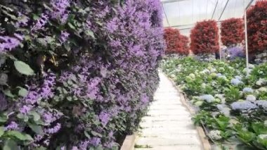 Malezya 'nın Cameron Highlands bölgesinde Brinchang Bölgesi Genel Manzarası