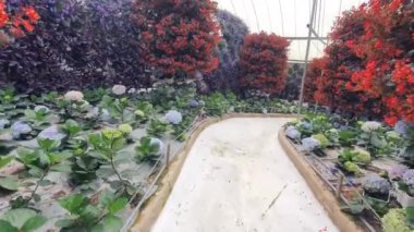 Malezya 'nın Cameron Highlands bölgesinde Brinchang Bölgesi Genel Manzarası