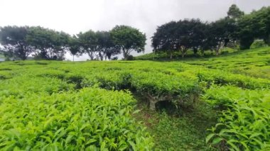 Malezya 'nın Cameron Highlands bölgesinde Brinchang Bölgesi Genel Manzarası