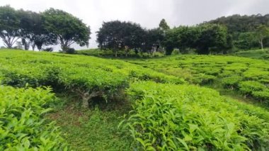 Malezya 'nın Cameron Highlands bölgesinde Brinchang Bölgesi Genel Manzarası