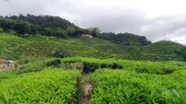 Malezya 'nın Cameron Highlands bölgesinde Brinchang Bölgesi Genel Manzarası