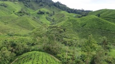 Malezya 'nın Cameron Highlands bölgesinde Brinchang Bölgesi Genel Manzarası