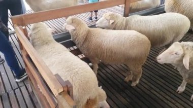 Malezya 'nın Cameron Highlands bölgesinde Brinchang Bölgesi Genel Manzarası