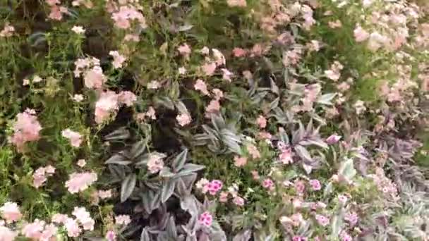 Die Schönen Blumen Und Grasbeete Der Cameron Highlands Malaysia — Stockvideo