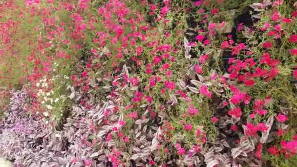 Las Hermosas Flores Camas Hierba Cameron Highlands Malasia — Vídeo de stock