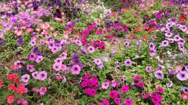 Die Schönen Blumen Und Grasbeete Der Cameron Highlands Malaysia — Stockvideo