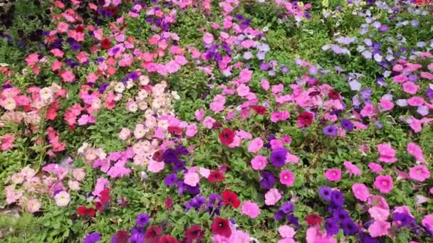 Die Schönen Blumen Und Grasbeete Der Cameron Highlands Malaysia — Stockvideo