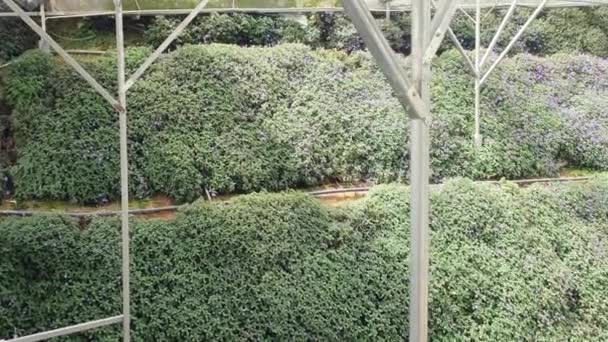 キャメロンハイランドの美しい花と草のベッド マレーシア — ストック動画