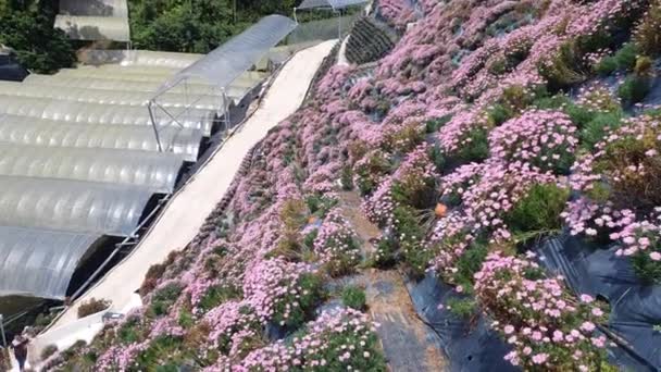 Vackra Blommor Och Gräs Sängar Cameron Highlands Malaysia — Stockvideo