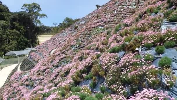 Vackra Blommor Och Gräs Sängar Cameron Highlands Malaysia — Stockvideo