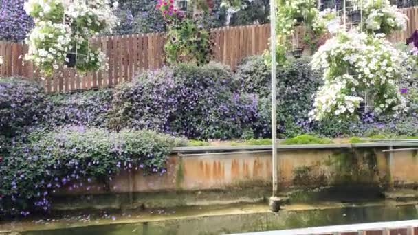Piękne Kwiaty Trawiaste Łóżka Cameron Highlands Malezja — Wideo stockowe