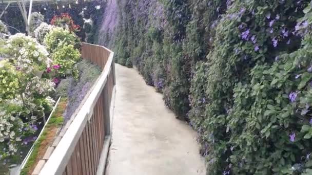 Cameron Highlands Malezya Sının Güzel Çiçek Çimen Yatakları — Stok video