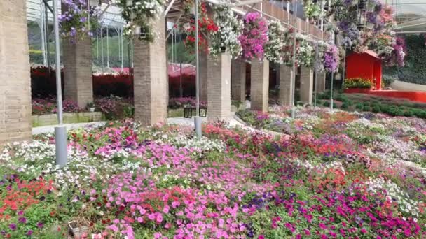 Die Schönen Blumen Und Grasbeete Der Cameron Highlands Malaysia — Stockvideo