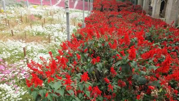 Cameron Highlands Malezya Sının Güzel Çiçek Çimen Yatakları — Stok video