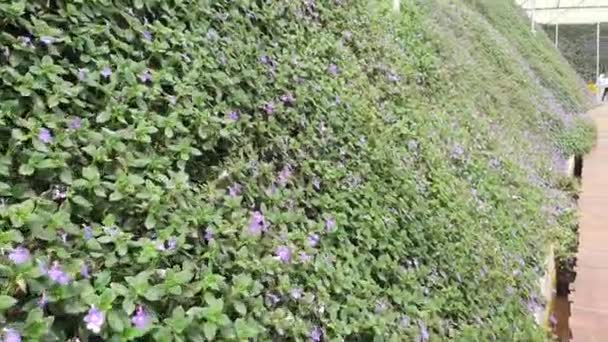 Prachtige Bloemen Grasbedden Van Cameron Highlands Maleisië — Stockvideo