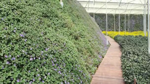 Vackra Blommor Och Gräs Sängar Cameron Highlands Malaysia — Stockvideo