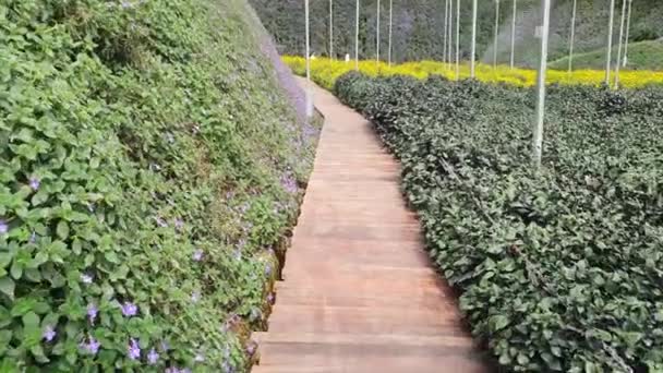 Les Belles Fleurs Les Lits Herbe Cameron Highlands Malaisie — Video