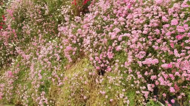 Allgemeine Ansicht Der Landschaft Des Distrikts Brinchang Innerhalb Des Cameron — Stockvideo