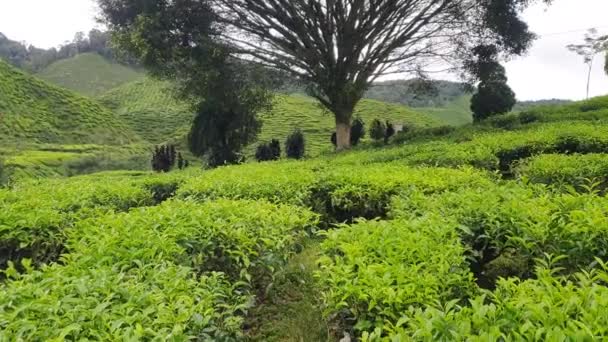 Malezya Nın Cameron Highlands Bölgesinde Brinchang Bölgesi Genel Manzarası — Stok video