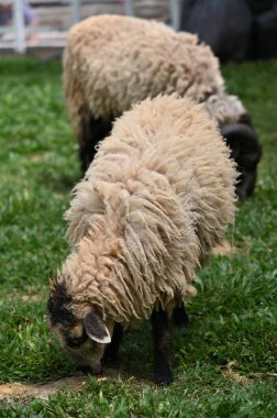 Cameron Highlands, Malezya 'da Eski Bir İngiliz Sigara Evi