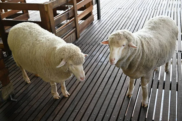 Starý Anglický Udírna Cameron Highlands Malajsie — Stock fotografie