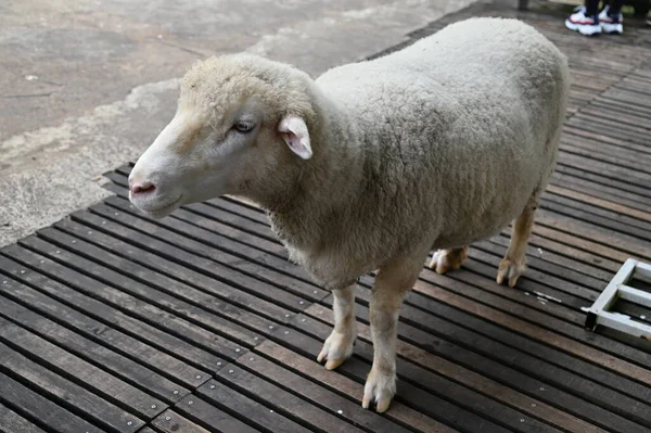 Uma Antiga Casa Fumaça Inglesa Cameron Highlands Malásia — Fotografia de Stock