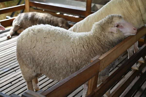 Ett Gammalt Engelskt Rökhus Cameron Highlands Malaysia — Stockfoto