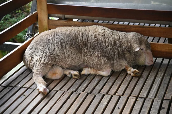 Ett Gammalt Engelskt Rökhus Cameron Highlands Malaysia — Stockfoto