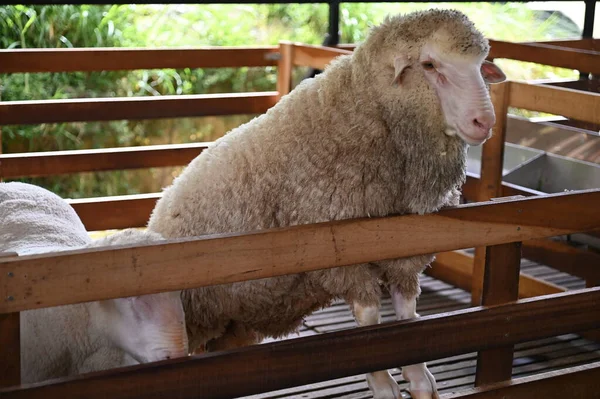 Una Antigua Casa Humo Inglesa Cameron Highlands Malasia — Foto de Stock