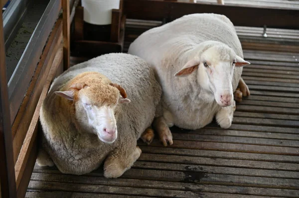 Starý Anglický Udírna Cameron Highlands Malajsie — Stock fotografie