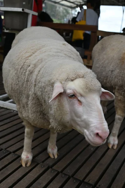 Ett Gammalt Engelskt Rökhus Cameron Highlands Malaysia — Stockfoto