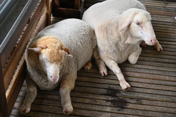 Ett Gammalt Engelskt Rökhus Cameron Highlands Malaysia — Stockfoto