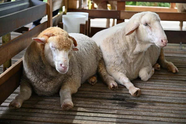 Starý Anglický Udírna Cameron Highlands Malajsie — Stock fotografie