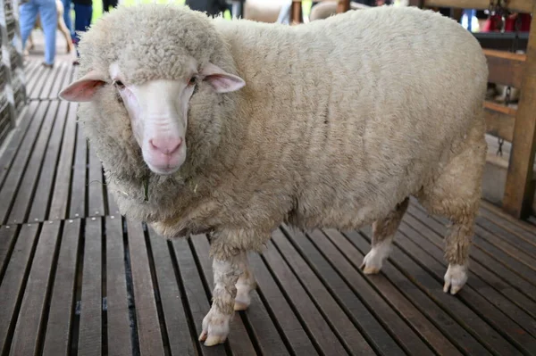 Een Oud Engels Rookhuis Cameron Highlands Maleisië — Stockfoto