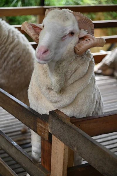 Uma Antiga Casa Fumaça Inglesa Cameron Highlands Malásia — Fotografia de Stock