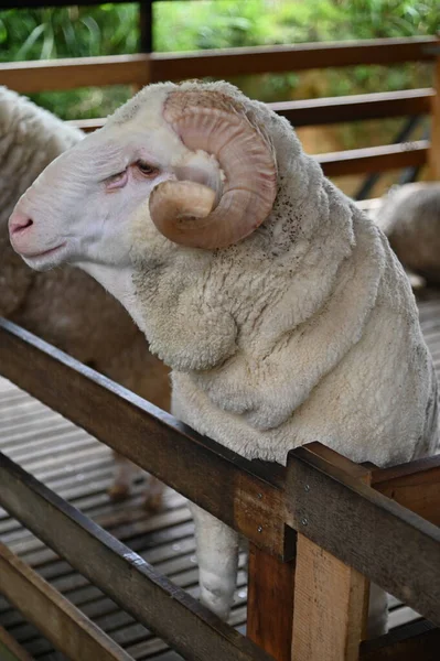 Ett Gammalt Engelskt Rökhus Cameron Highlands Malaysia — Stockfoto