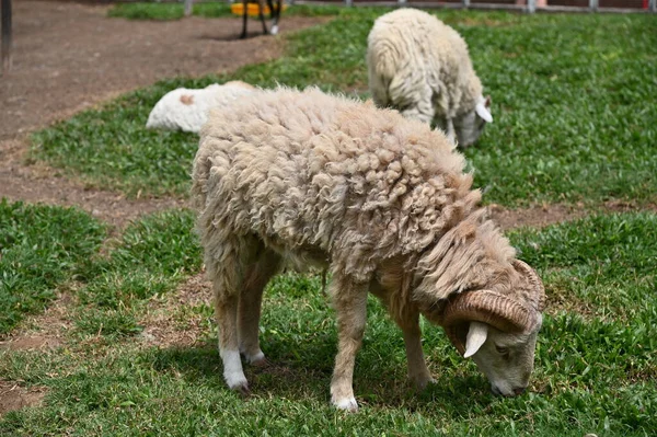 Ett Gammalt Engelskt Rökhus Cameron Highlands Malaysia — Stockfoto