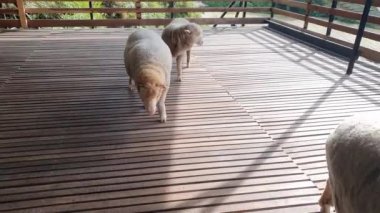 Malezya 'nın Cameron Highlands bölgesinde Brinchang Bölgesi Genel Manzarası