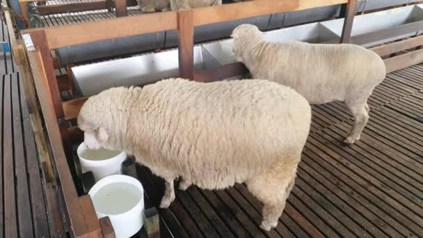 Algemeen Landschapsbeeld Van Het Brinchang District Cameron Highlands Area Maleisië — Stockvideo