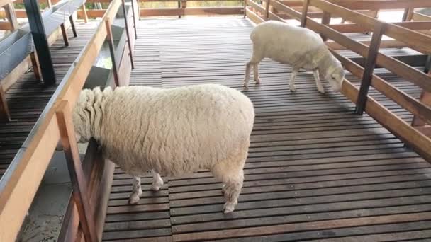 Malezya Nın Cameron Highlands Bölgesinde Brinchang Bölgesi Genel Manzarası — Stok video