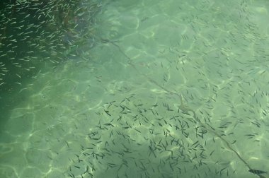 Manukan, Mamutik ve Sapi, Kota Kinabalu, Sabah Malezya Sahili