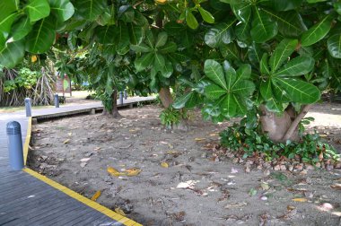 Manukan, Mamutik ve Sapi, Kota Kinabalu, Sabah Malezya Sahili