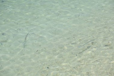 Manukan, Mamutik ve Sapi, Kota Kinabalu, Sabah Malezya Sahili