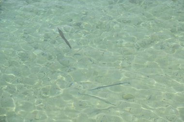 Manukan, Mamutik ve Sapi, Kota Kinabalu, Sabah Malezya Sahili