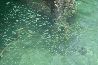 Manukan, Mamutik ve Sapi, Kota Kinabalu, Sabah Malezya Sahili