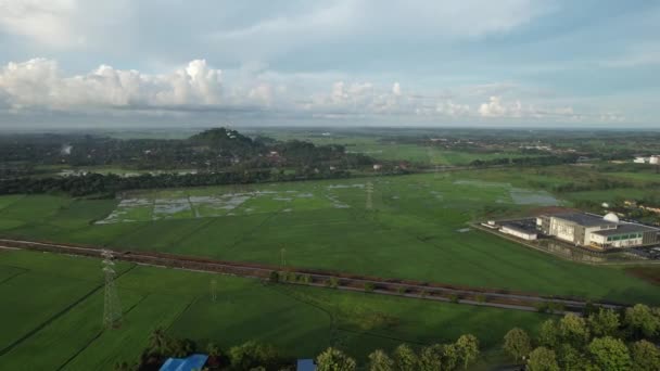 Paddy Rice Fields Kedah Perlis Μαλαισία — Αρχείο Βίντεο